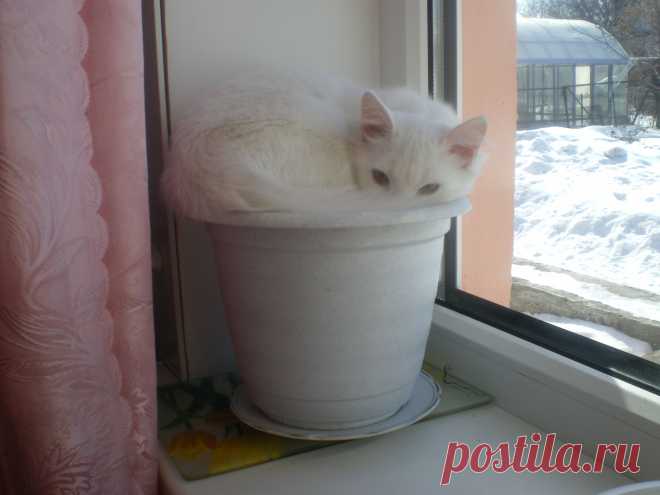 Рассада снежного барса