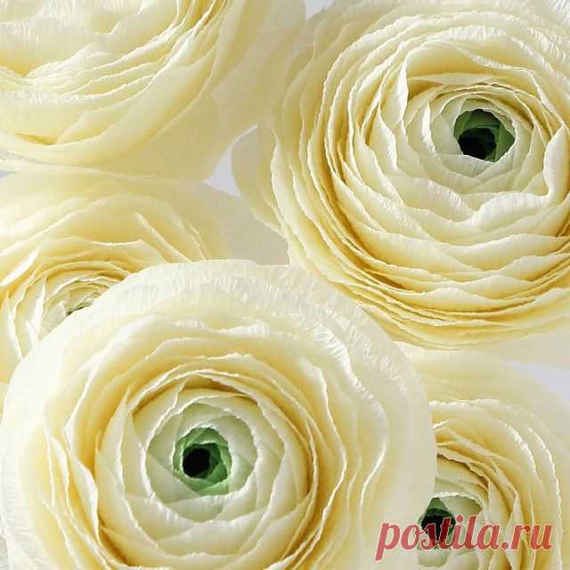 Beginnings of a custom arrangement. #paperflowers #dslooking #paperart #papercraft #nothingisordinary #weddingflowers #paperflower #floral #ranunculus #weddingdecor #dscollections