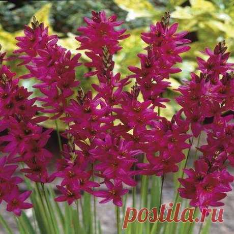 Buy your Ixia Mabel cheap online at Bulbsdirect - Free delivery