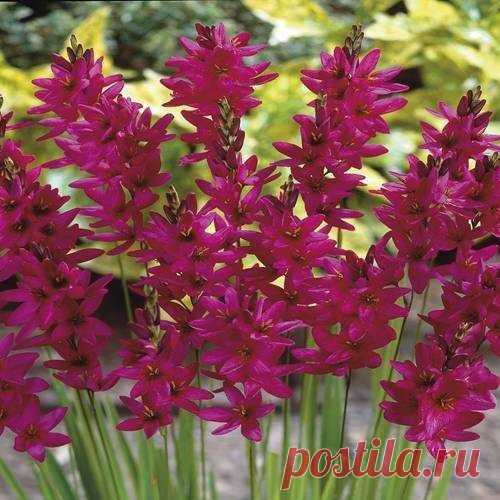 Buy your Ixia Mabel cheap online at Bulbsdirect - Free delivery