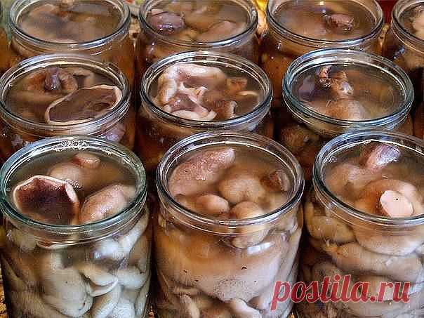 Рецепт маринованных маслят
