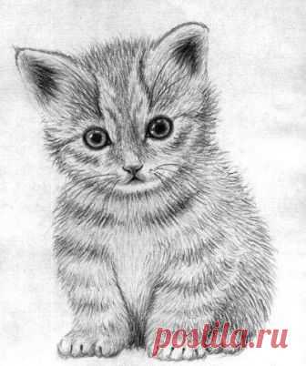 Рисуем маленького котёнка