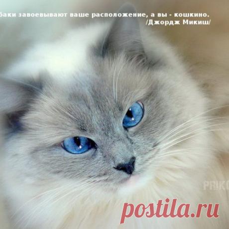 Интересные факты о котах и кошках