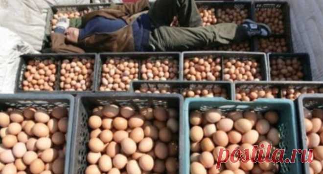 Максимальное распространение! Поддельные яйца из Китая! Как распознать подделку? 

Китайцы – великие мастера имитации. Они научились отменно копировать одежду и аксессуары, гаджеты и картины, архитектурные сооружения и целые города. Но если благодаря тяге к подделкам на рынке появляются искусственные яйца, стоит задуматься о собственной безопасности...

