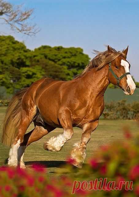 Beauty in motion. | Flickr - Photo Sharing!