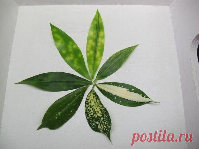 Драцена побегообразующая или Годзеффа