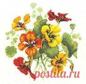 Настурция