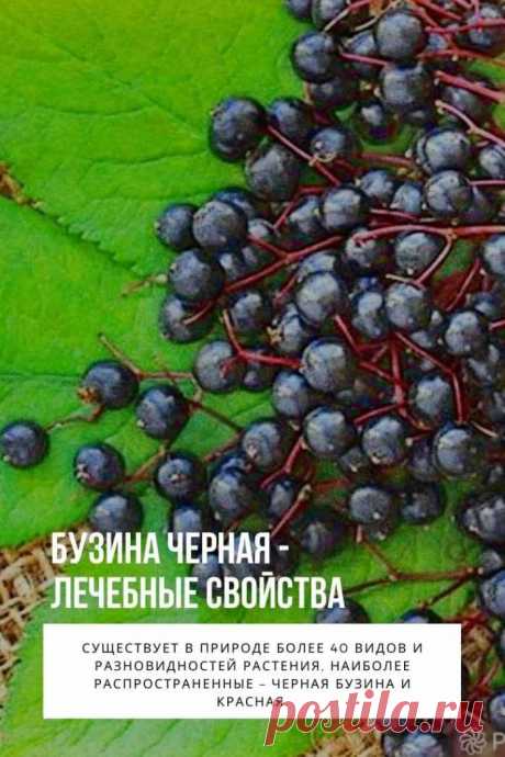 Бузина черная — это многолетнее дикорастущее растение семейства Жимолостных. Другие его названия – самбукус, бузинник, базник, бузиновый цвет, самбук, пусторосль. В России к черной бузине сложилось неоднозначное отношение – ее использовали для поддержания здоровья, в то же время суеверные люди считали бузину ядовитой и нечистым деревом, под которым селился недобрый дух. Несмотря на то, что ее называли «ведьмин куст», бузину употребляли в пищу, как в свежем, так и переработанном виде – варили вар
