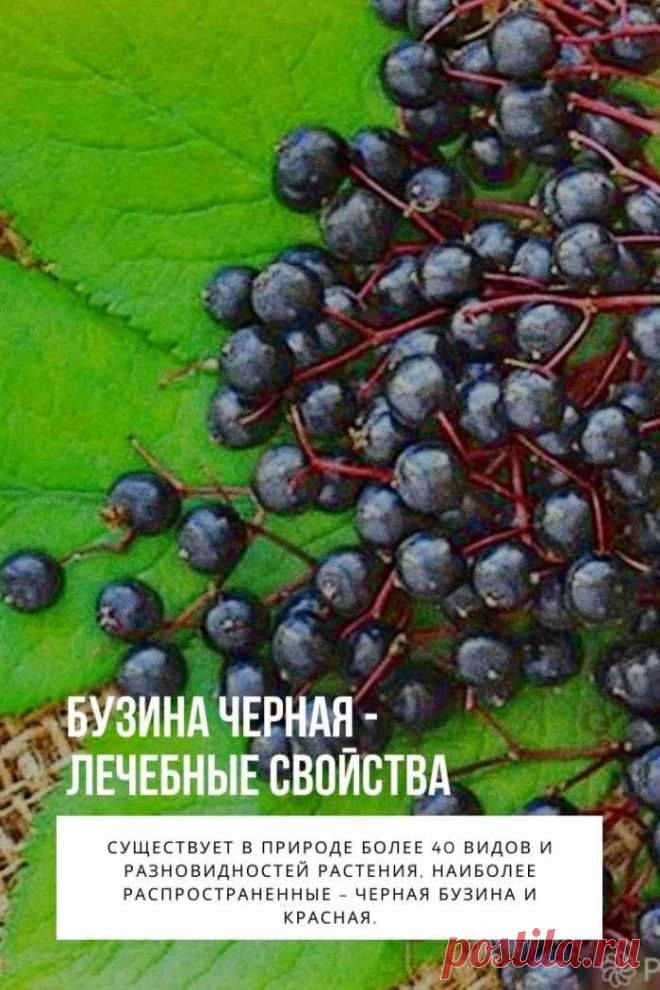 Бузина черная — это многолетнее дикорастущее растение семейства Жимолостных. Другие его названия – самбукус, бузинник, базник, бузиновый цвет, самбук, пусторосль. В России к черной бузине сложилось неоднозначное отношение – ее использовали для поддержания здоровья, в то же время суеверные люди считали бузину ядовитой и нечистым деревом, под которым селился недобрый дух. Несмотря на то, что ее называли «ведьмин куст», бузину употребляли в пищу, как в свежем, так и переработанном виде – варили вар