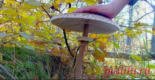 Памятка начинающего грибника. Самый легкий во всех отношениях гриб - зонтик пестрый | Книга Грибов | Дзен