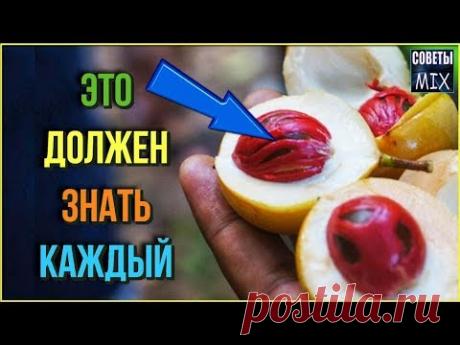 Список неожиданных продуктов, которые могут навредить здоровью человека - YouTube