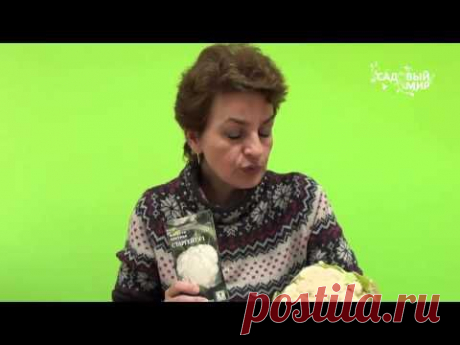 Когда сеять капусту на рассаду Часть 2 - YouTube