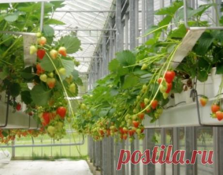 Как выращивать клубнику круглый год - Прогрессивное растениеводство