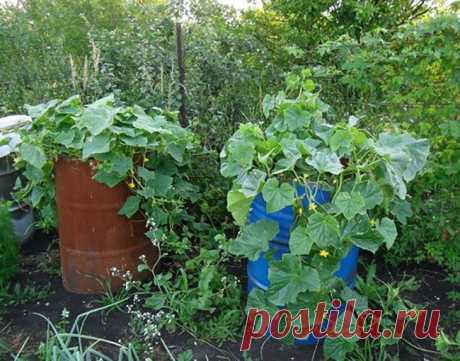 ОГУРЦЫ В БОЧКЕ - ОРИГИНАЛЬНОЕ РЕШЕНИЕ.
Если у вас не очень большой огород и дача, возьмите себе на заметку