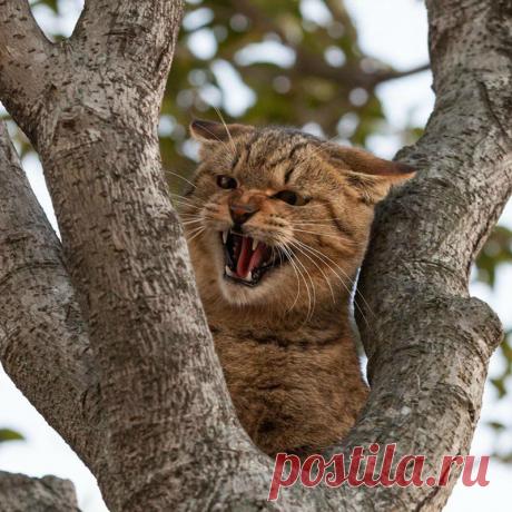 Любить кошку можно только на её условиях. Фотограф Seiji Mamiya