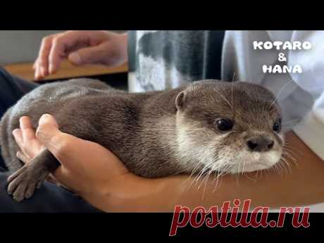 Любят ли выдры похлопывания по заднице, как это делают кошки?