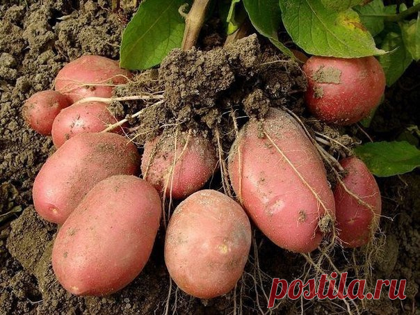 КАК ОБНОВИТЬ СОРТ КАРТОФЕЛЯ: 5 СПОСОБОВ
Сохраните, чтобы не потерять!
Существует пять проверенных способов, каждый из которых вы можете применить на своем дачном участке или огороде.

Как обновить сорт картофеля: 5 способов
Показать полностью…