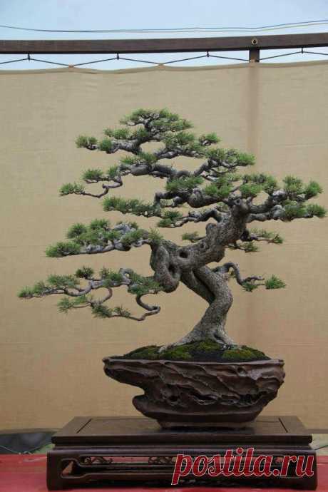 Bonsai  |   Pinterest • Всемирный каталог идей