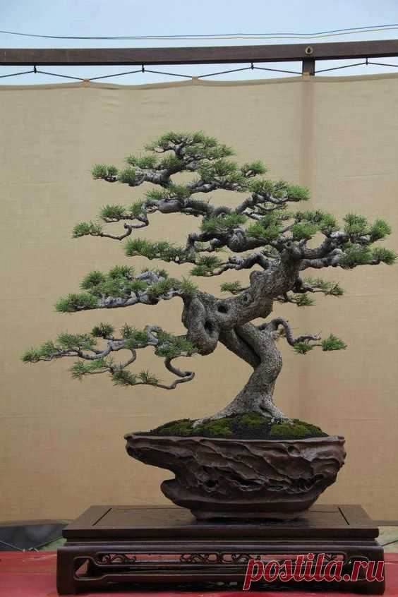 Bonsai  |   Pinterest • Всемирный каталог идей