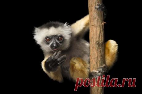 До Нового года осталось четыре дня, напоминает вам диадемовый сифака из зоопарка Lemuria Land на Мадагаскаре. Фото: Joel Sartore.