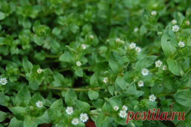 Сорняк мокрица: фото, как бороться  