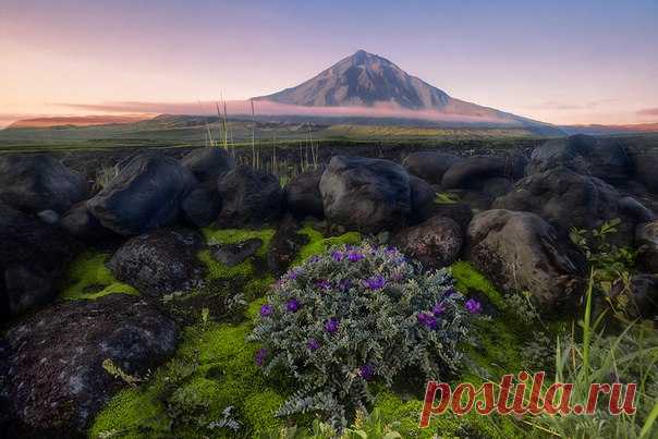 «Рассвет над вулканом». Вулкан Зимина, Камчатка. Автор фото — Андрей Ершов, участник фотоконкурса «Дикая природа России». Присылайте свои фото, чтобы побороться за главный приз — 300 000 рублей: bit.ly/dpr-2016