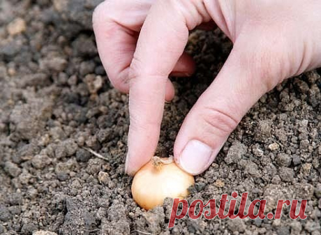 Бабушкин секрет посадки лука-севка

Покупала я у одной бабушки семена лука не чернушку, а уже маленькие луковички, тут сорт не имеет значения. И она дала совет как его правильно садить. Я сажаю лук уже несколько лет и очень благодарна бабушке за ее подсказку. Просушиваю луковички и с недельку прогреваю при температуре 20 – 25 градусов. Перед самой посадкой замачиваю на три часа в подсоленной воде – одна столовая ложка на один литр теплой воды. 

Затем промываю и опять зама...