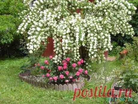 Жасмин: посадка и уход - YouTube