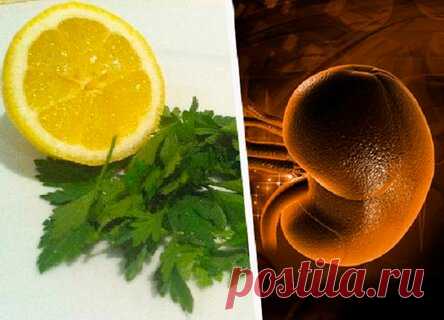 Чай из петрушки, чтобы очистить почки от токсинов и вернуть себе отличное самочувствие