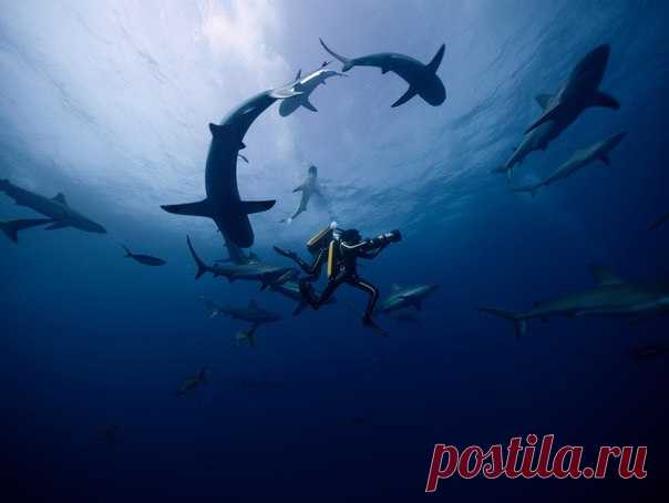 Через неделю в российский прокат выходит первая художественная лента, снятая в Антарктиде – фильм «Одиссея» о Жаке-Иве Кусто.