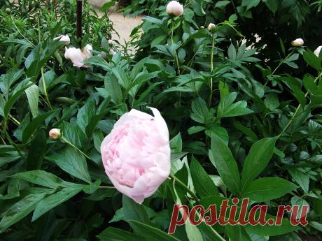 Жизнь прекрасна, не золото не доллары заменить не смогут желание жить...но обойтись без них нельзя, встаёт вопрос--где взять доллары?