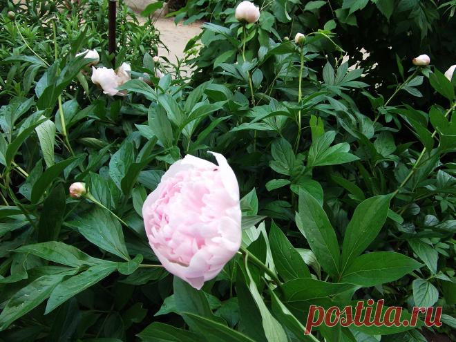 Пион во дворе заблудился...