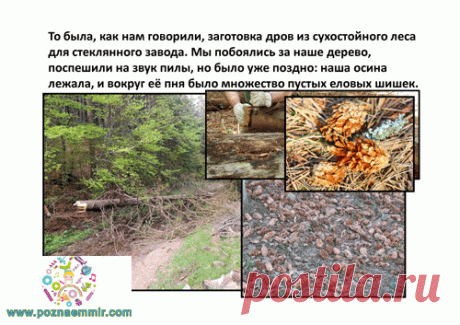 Тематическое занятие по рассказу М.Пришвина "Лесной доктор" | Познаем мир