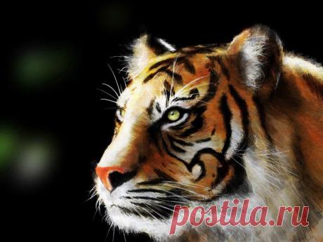 wallpapers_cats_217.jpg (1024×768)