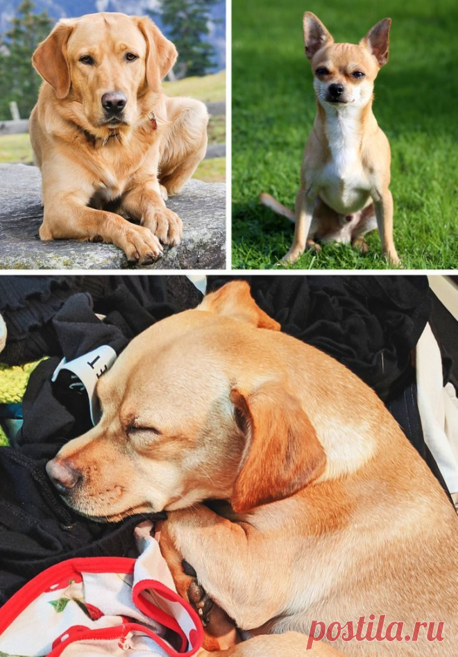 Собаки-метисы, которые своей красотой затмят чистокровных собратьев