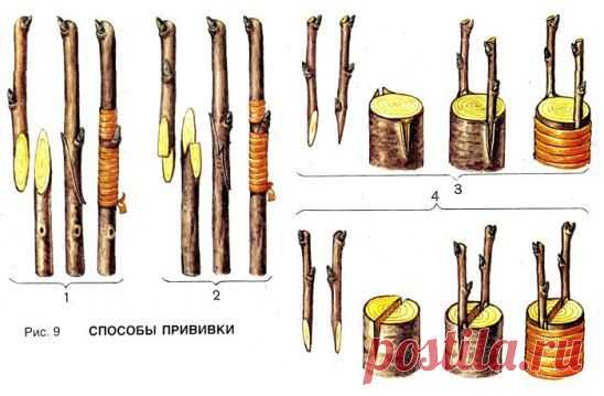 Три способа прививки. 1 - простая  копулировка. 2 - улучшенная копулировка( с язычком). 3 - за кору. 4 - в ращеп.