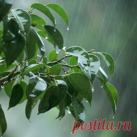 Как правильно поливать и подкармливать фикусы — FloweryVale.ru