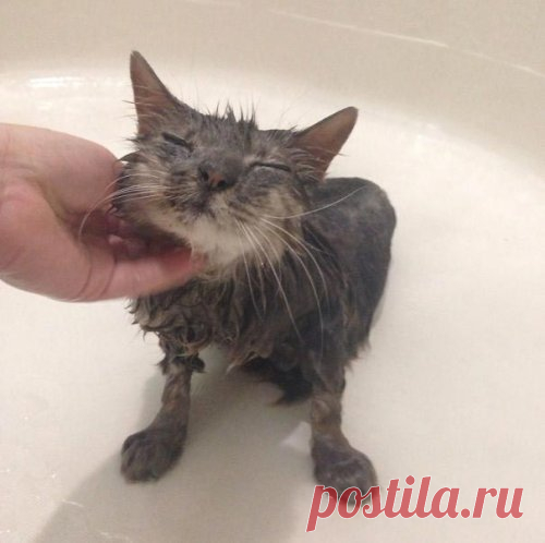 Приколы про животных, смешные животные