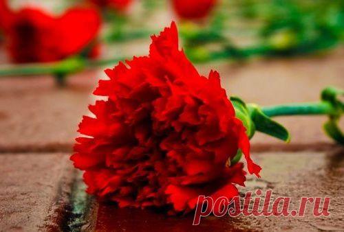 Как найти сведения о погибших в Великой Отечественной войне через Интернет