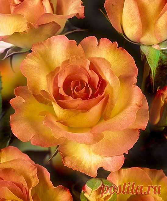 Sub Zero Helen Hayes Garden Rose | ( R O S E S : FOR ALL OCCASIONS ) …