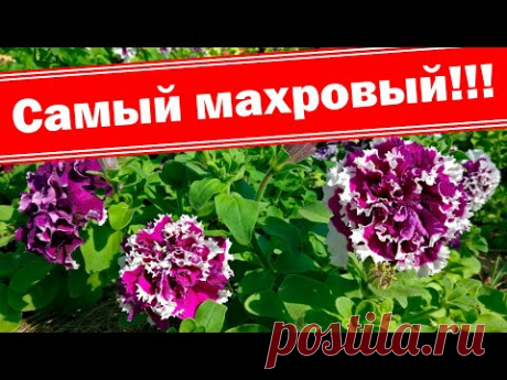 Сорта петуний, отзывы. Петуния пируэт пикоти каскадная