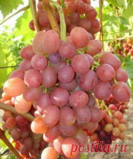 Сорта винограда сверхраннего срока созревания | Дача - впрок