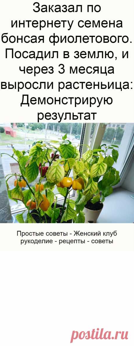 Заказал по интернету семена бонсая фиолетового. Посадил в землю, и через 3 месяца выросли растеньица: Демонстрирую результат