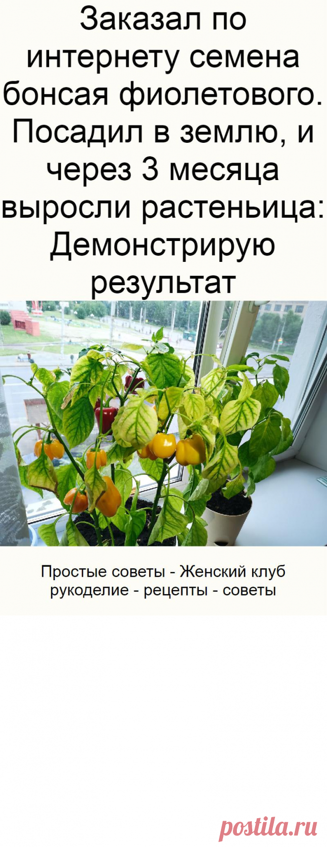 Заказал по интернету семена бонсая фиолетового. Посадил в землю, и через 3 месяца выросли растеньица: Демонстрирую результат