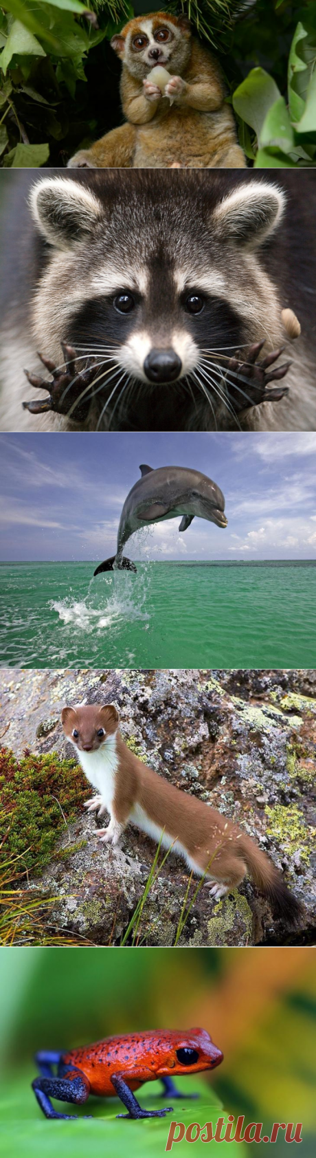 15 опасных животных, которых мы считаем милыми и добрыми