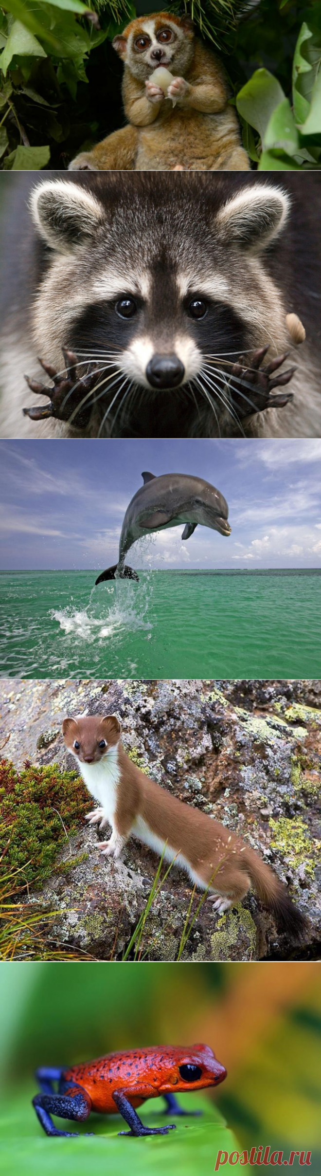 15 опасных животных, которых мы считаем милыми и добрыми