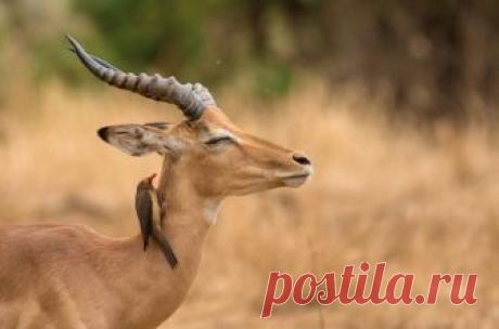 15 Momentos mágicos de animais que te farão sorrir! Às vezes os animais assumem o papel de "modelos" e oferecem aos fotógrafos a oportunidade de capturar momentos maravilhosos de magia que simplesmente aquecem nossos corações.