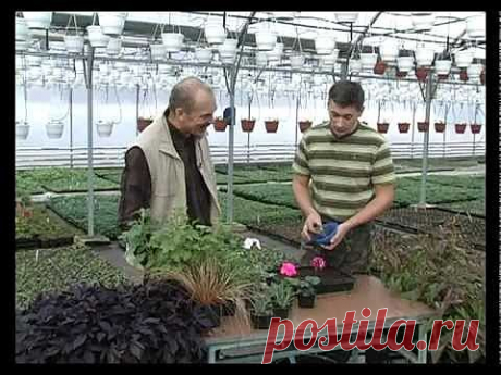 Сад и огород. Черенкование или посев семян. - YouTube