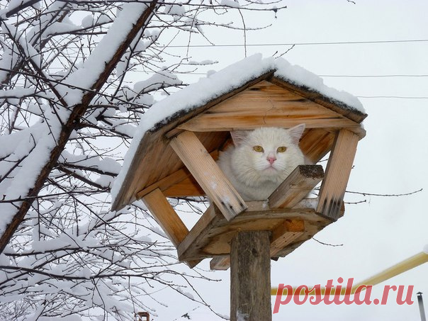 До весны осталось совсем чуть-чуть — уже коты ... прилетели