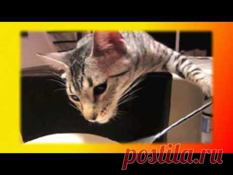 Смешные кошки и котята Для детей и не только Создай себе хорошее настроение